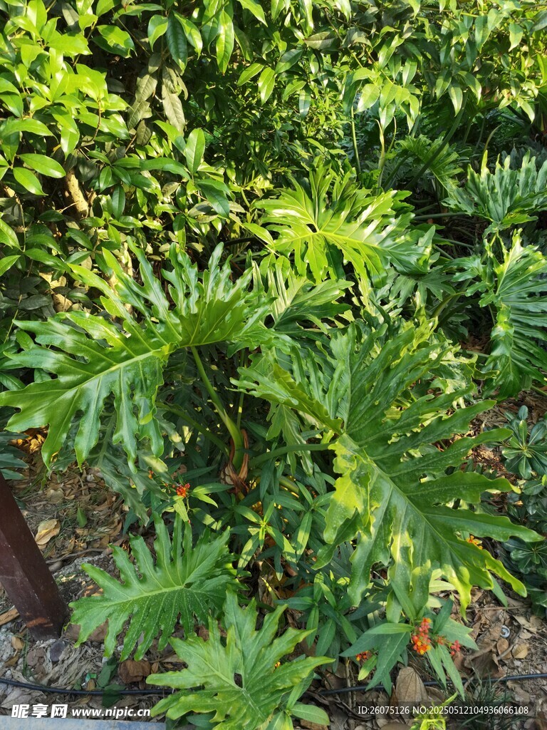 龟背竹