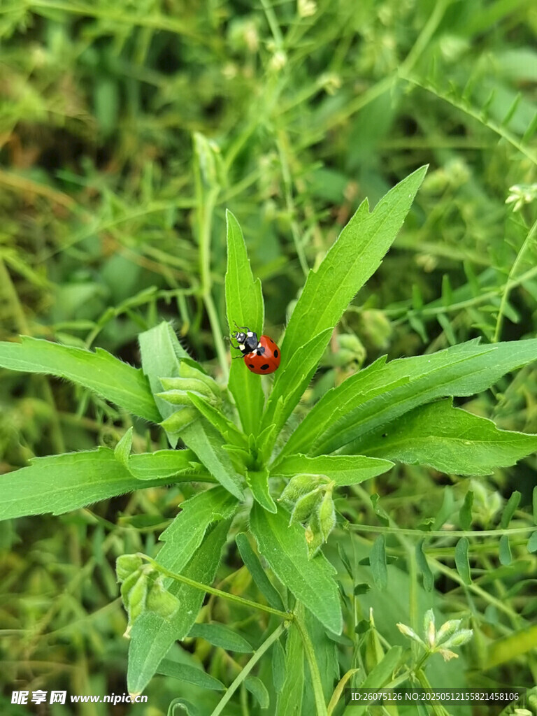 野草
