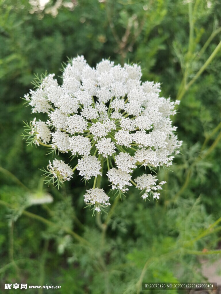 白色小花