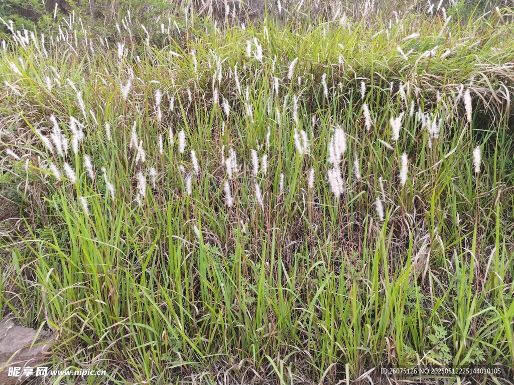 田野