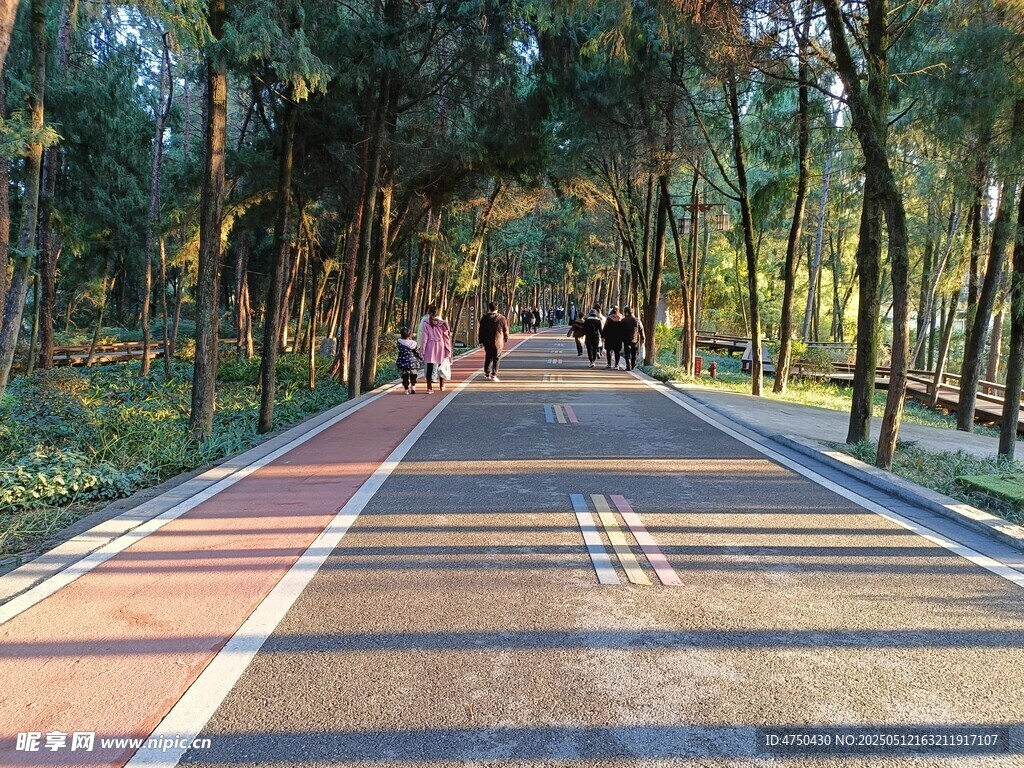 森林公园 林间步道