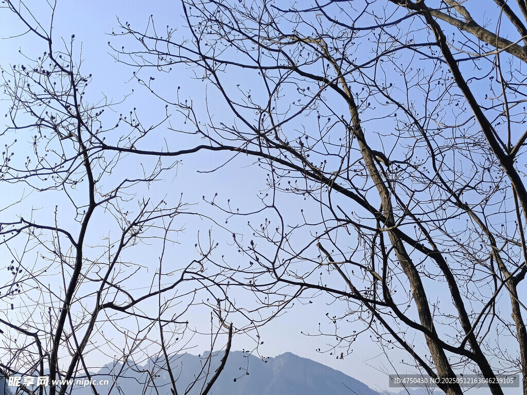 天空与树