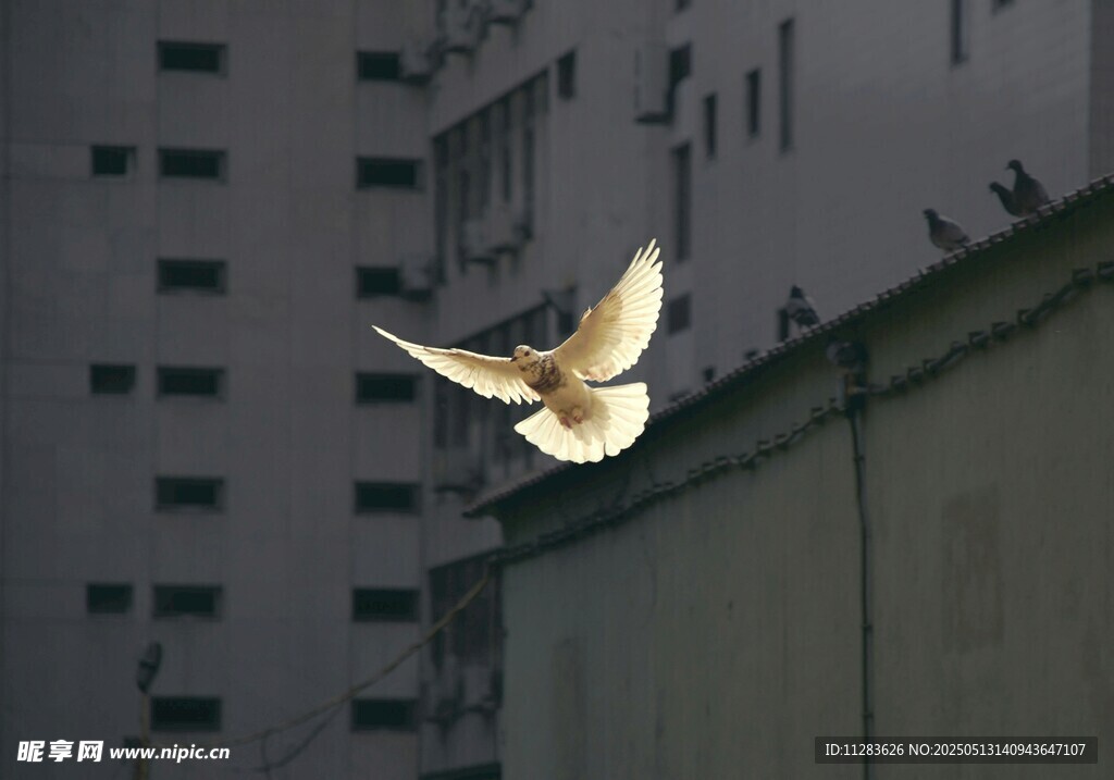 城市上空飞翔的白鸽