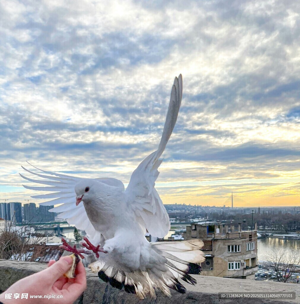 手喂白鸽的美好瞬间