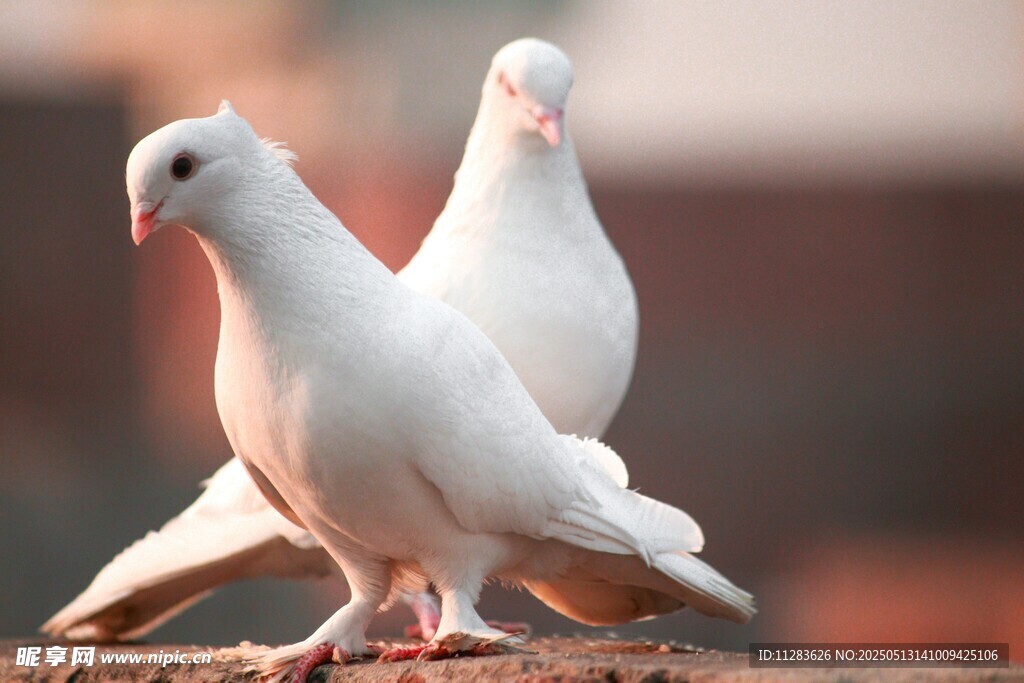 双白鸽相依而立