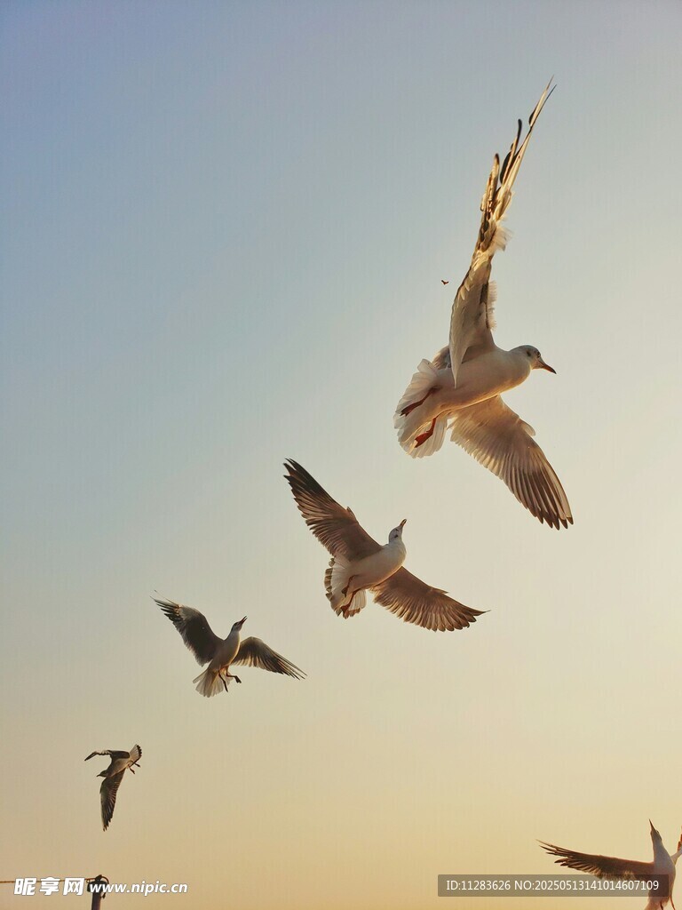 夕阳下群鸟翱翔天际