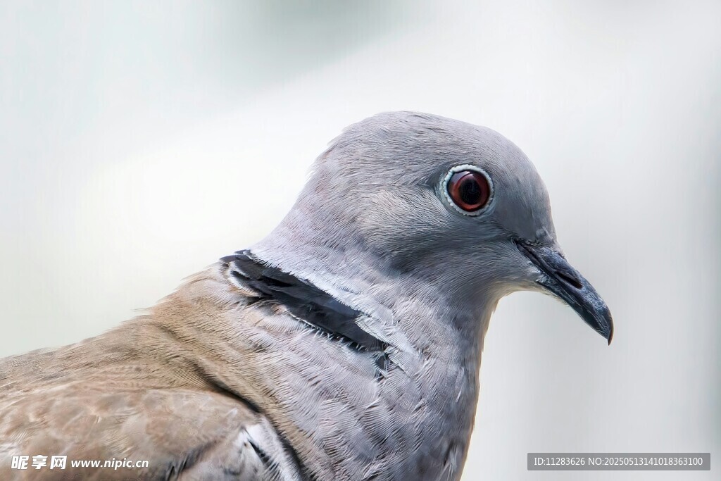 灰鸽特写
