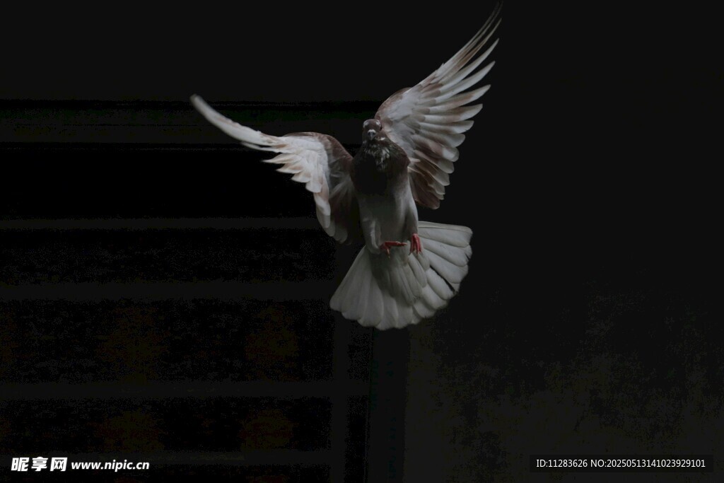 展翅飞翔的白鸽
