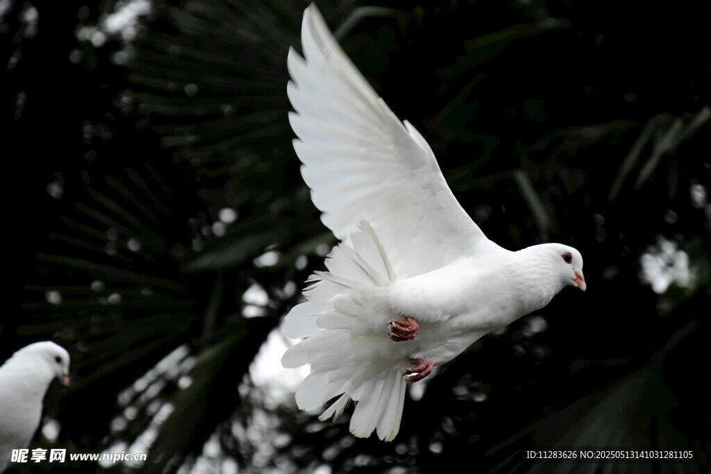 白鸽展翅飞翔