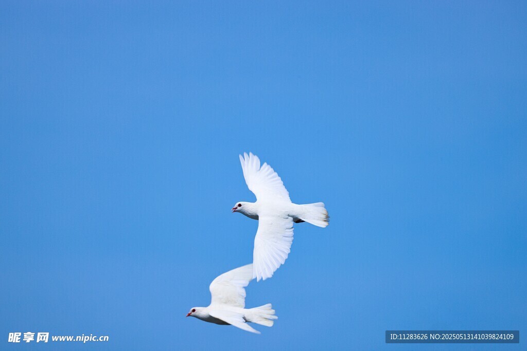 蓝天双飞鸟