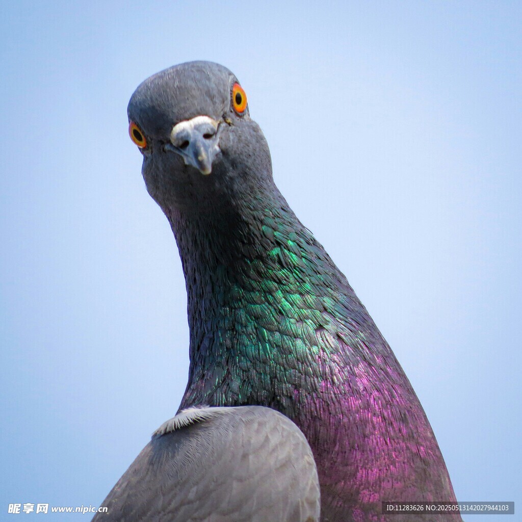 多彩鸽子特写