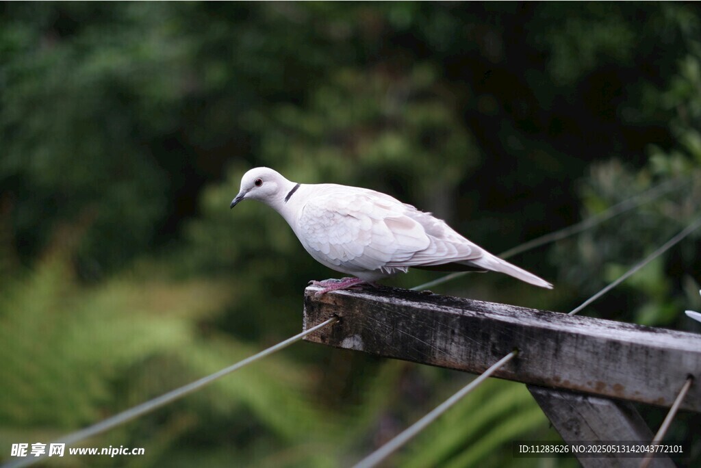 白鸽栖息于木架上