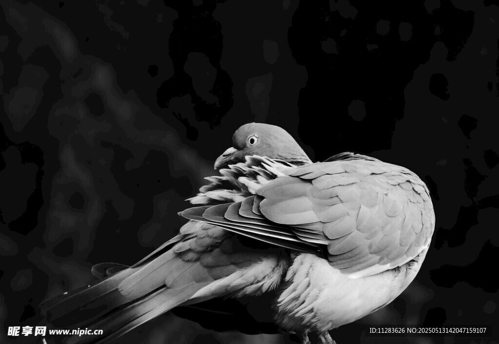 蜷缩休憩的鸟儿