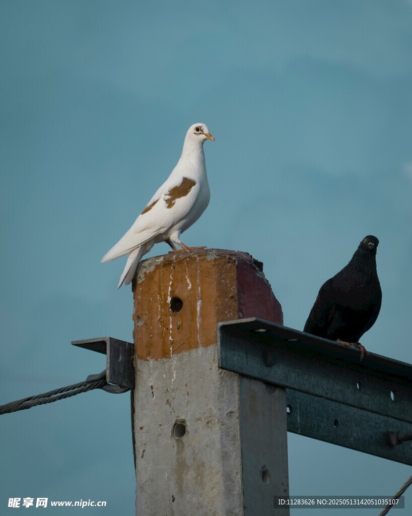 木杆上的白鸽与黑鸽