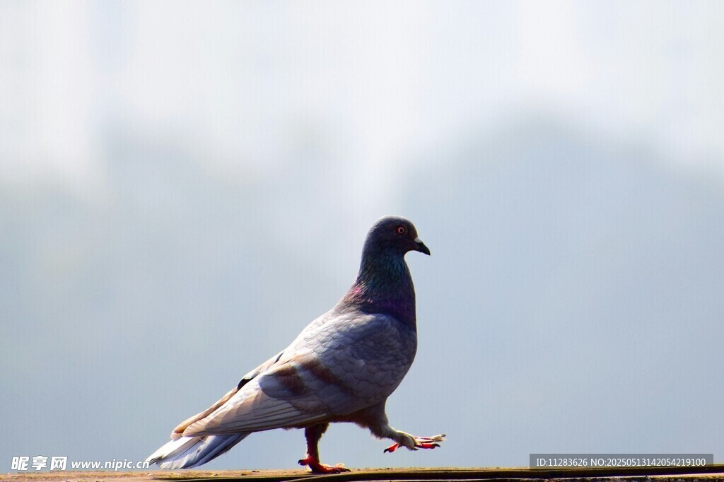 单只鸽子立于栏杆