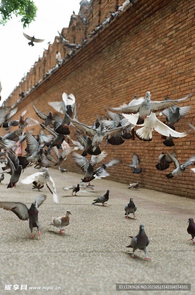 广场上群鸽飞舞