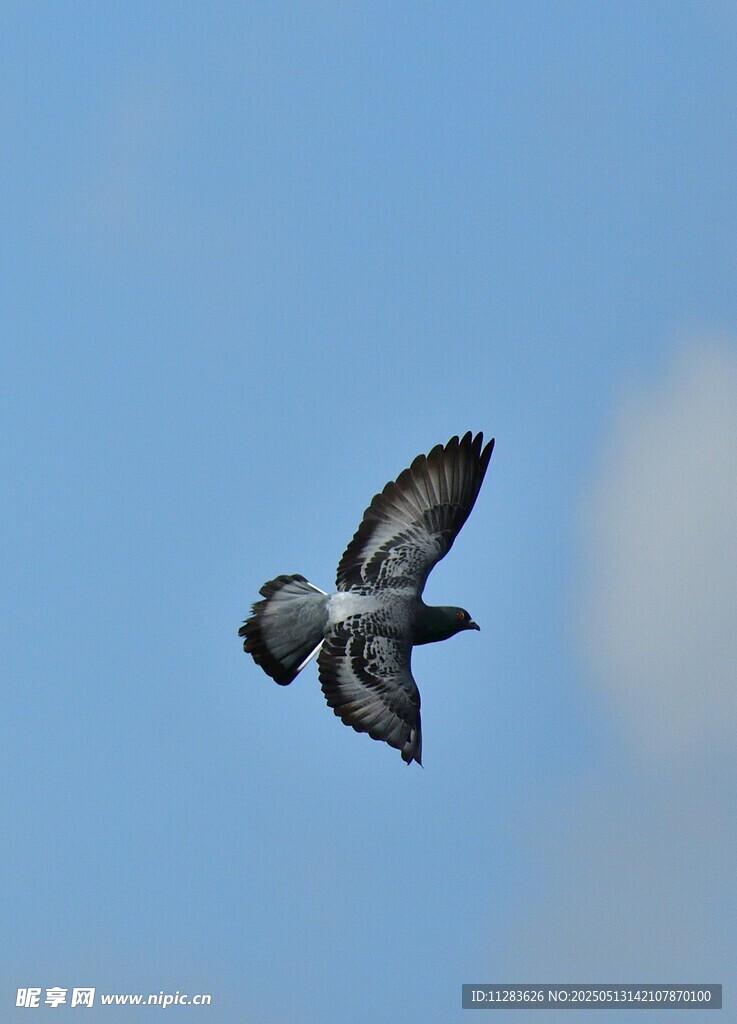 空中翱翔的鸽子