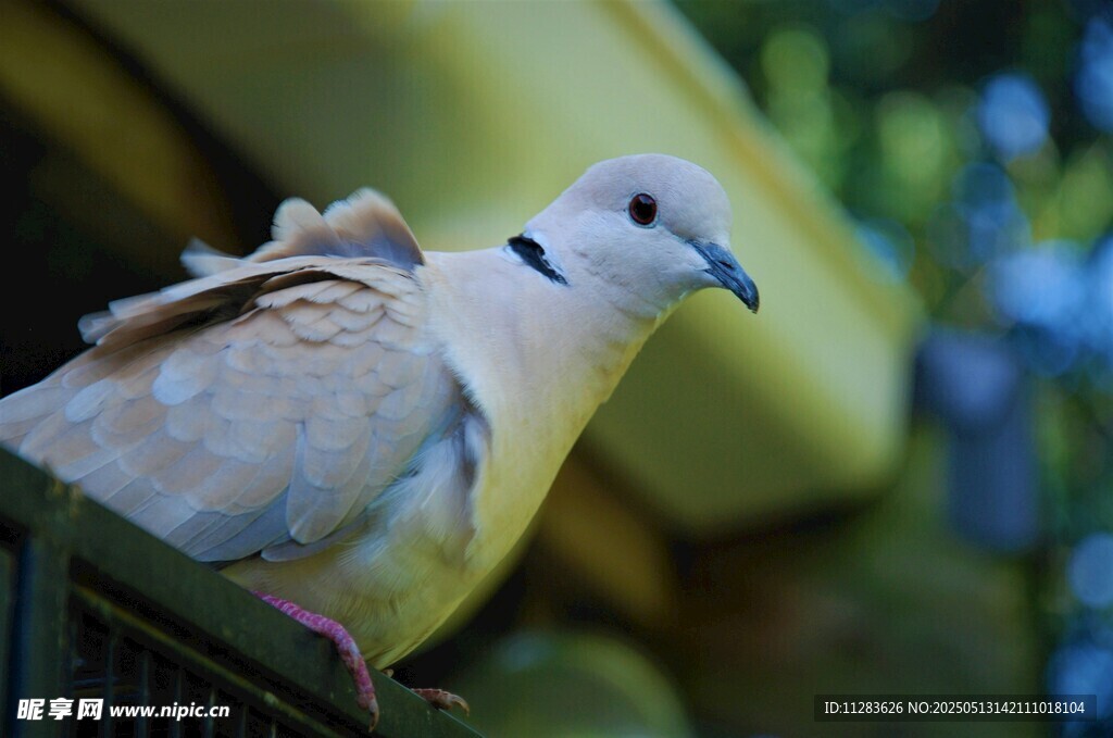 窗边栖息的优雅斑鸠