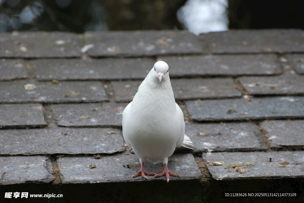 屋顶上的白鸽
