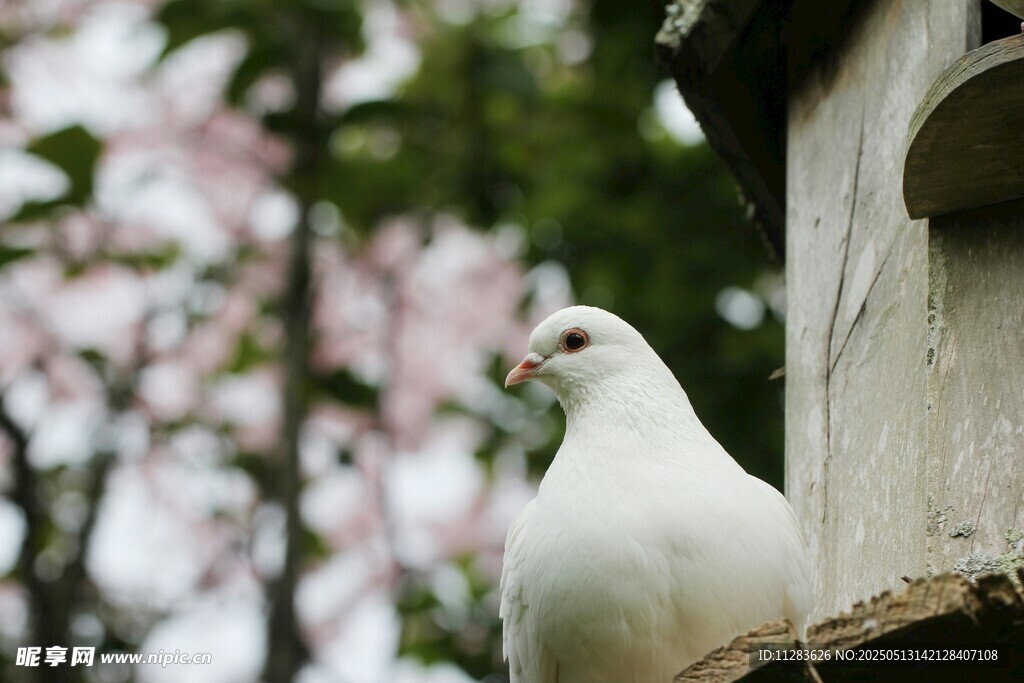 白鸽栖于屋旁繁花背景