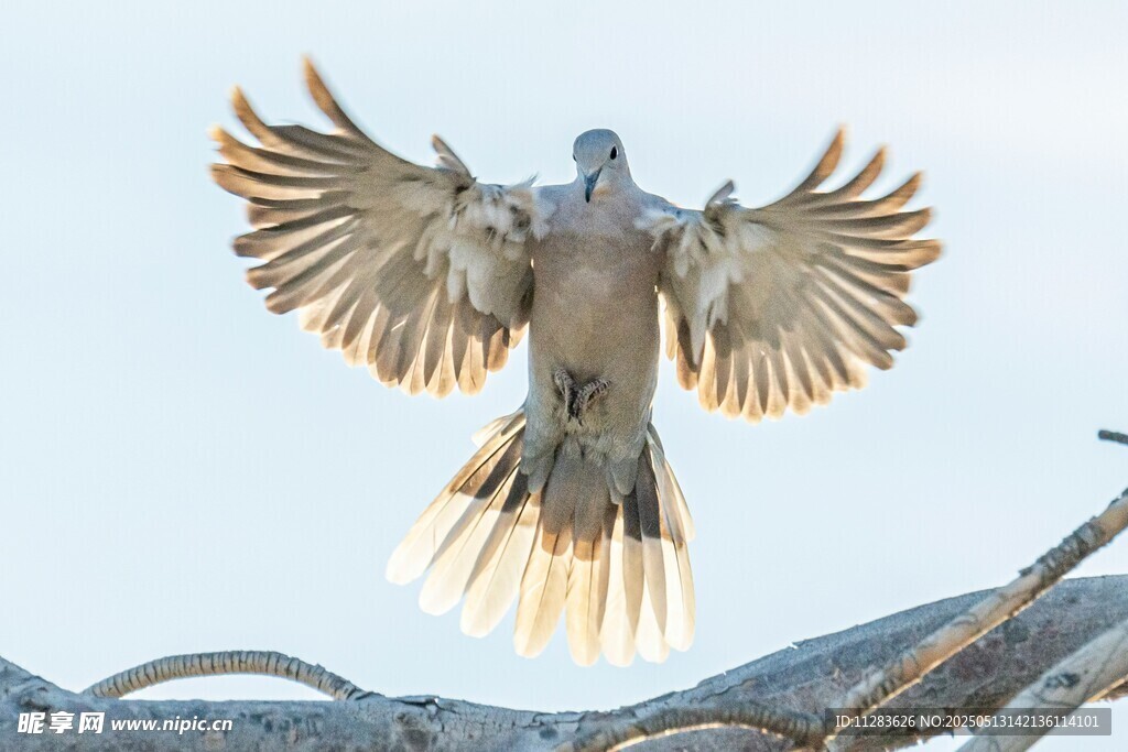 展翅翱翔的鸽子