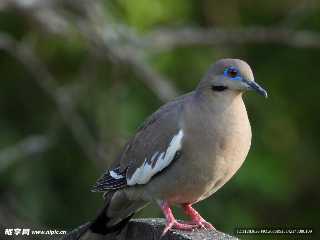 灰羽白翅鸽栖息于枝头