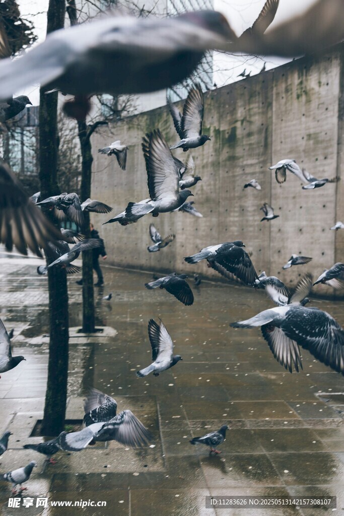 群鸽飞舞