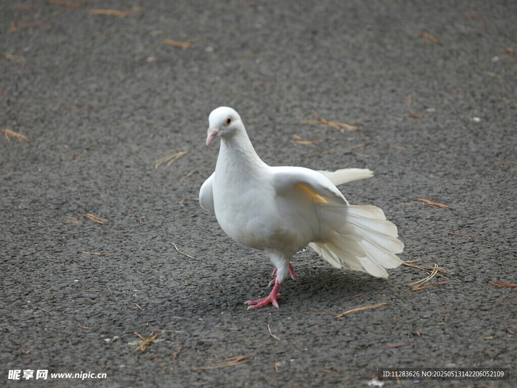 单只白鸽于地面展翅