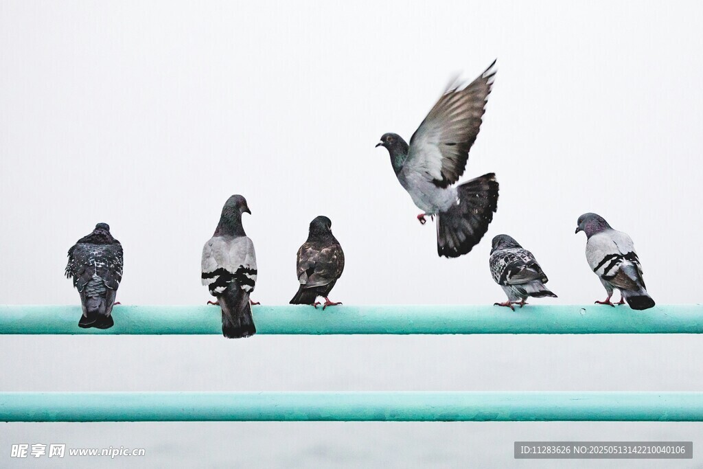 一排鸽子与展翅的同伴