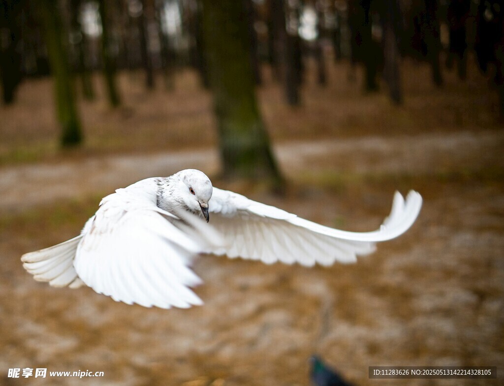 林间展翅飞翔的白色飞鸟
