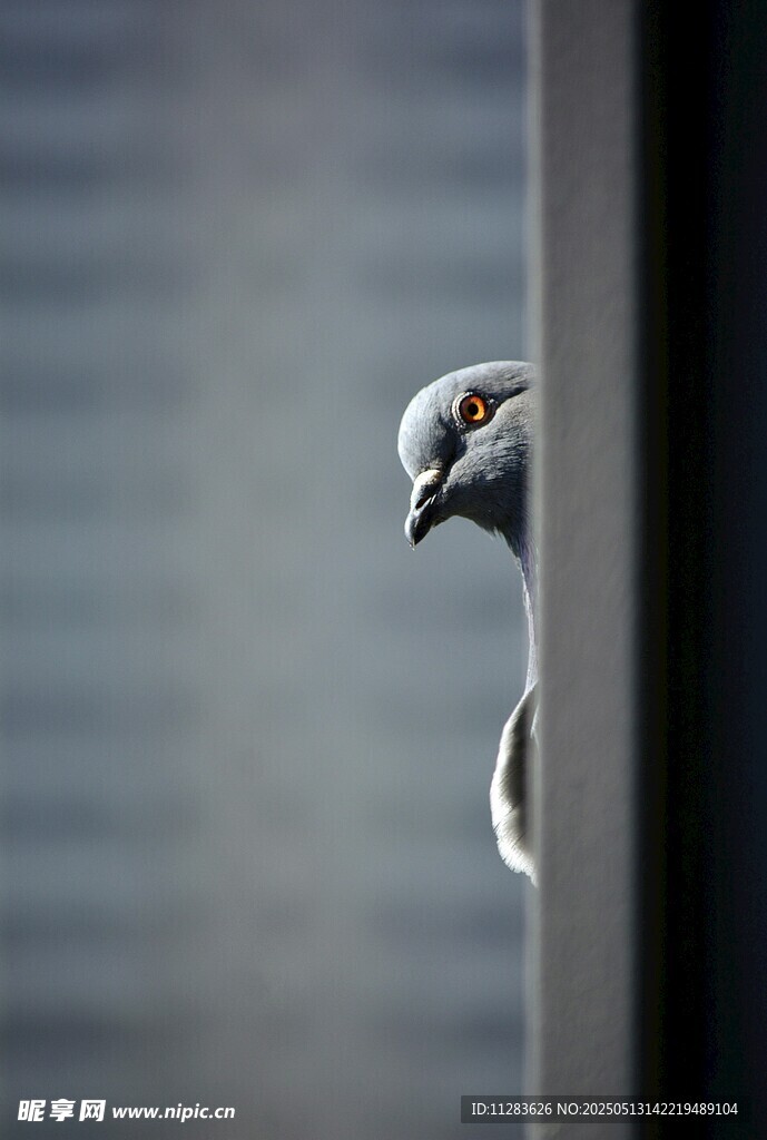 探头张望的鸽子