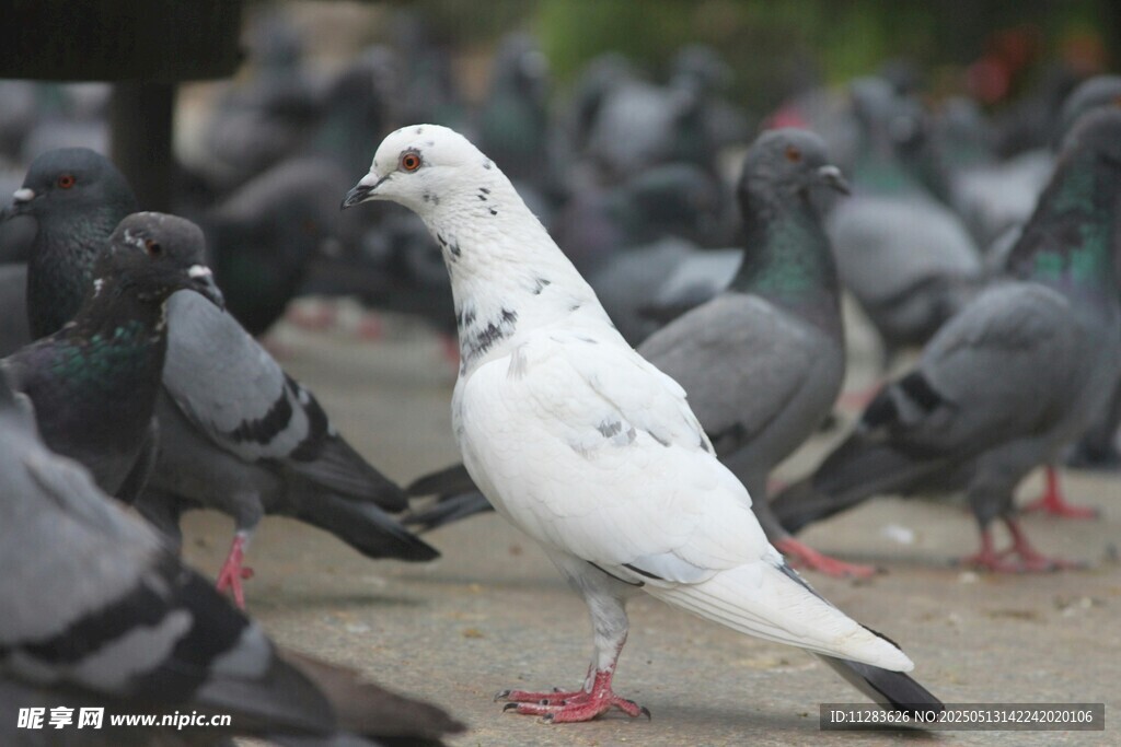 白鸽立于鸽群中