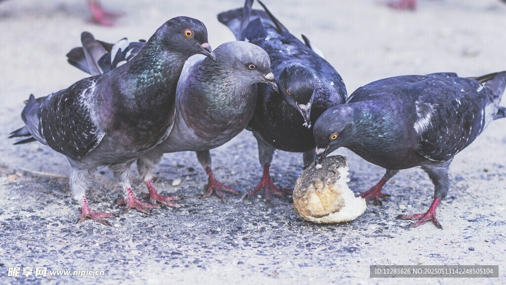 鸽子群聚啄食面包块