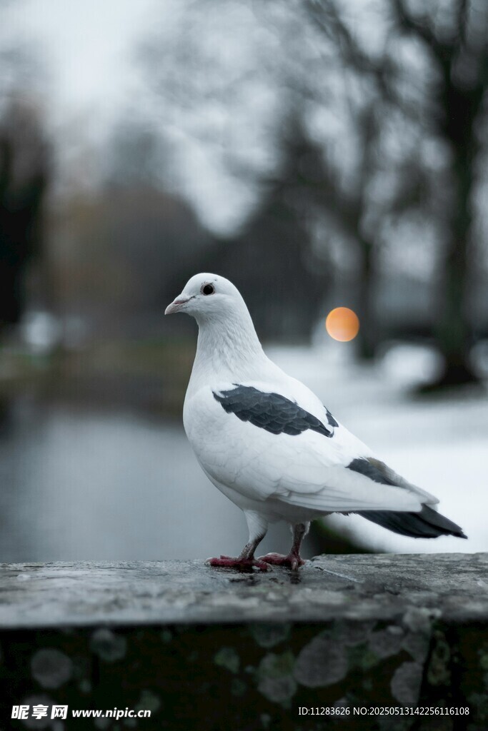 石栏上的黑白鸽子