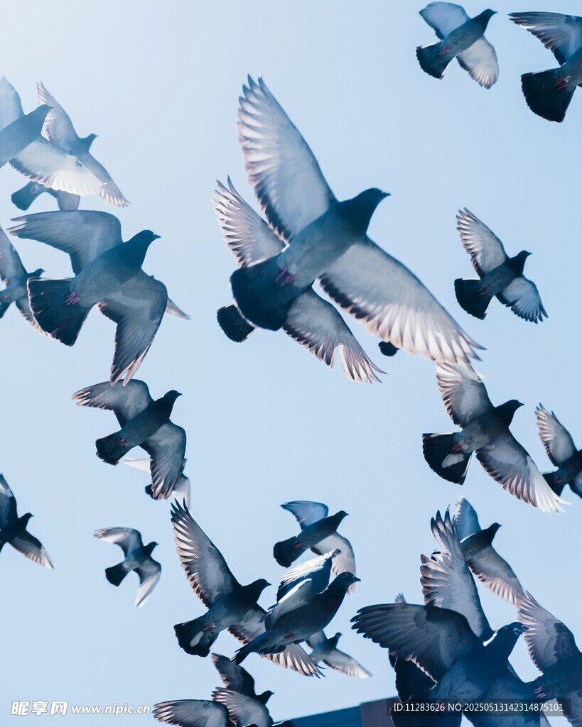 群鸽翱翔天际