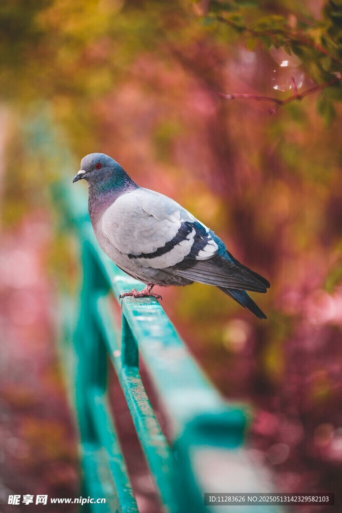 栏杆上的灰鸽