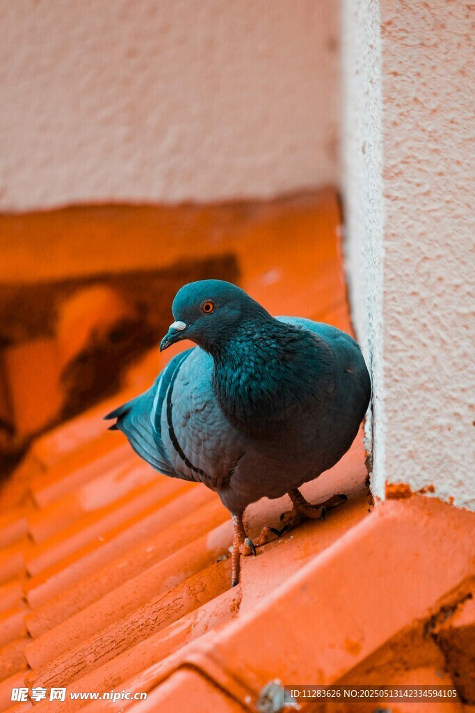 屋顶上的蓝鸽子