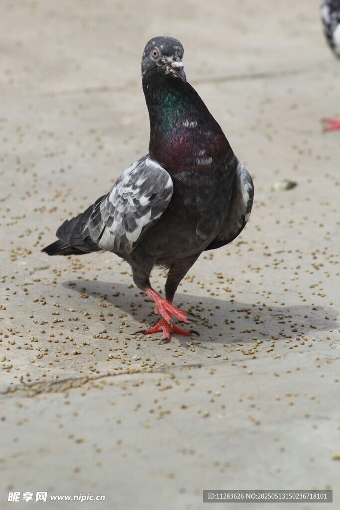 单只灰鸽立于砂石地面