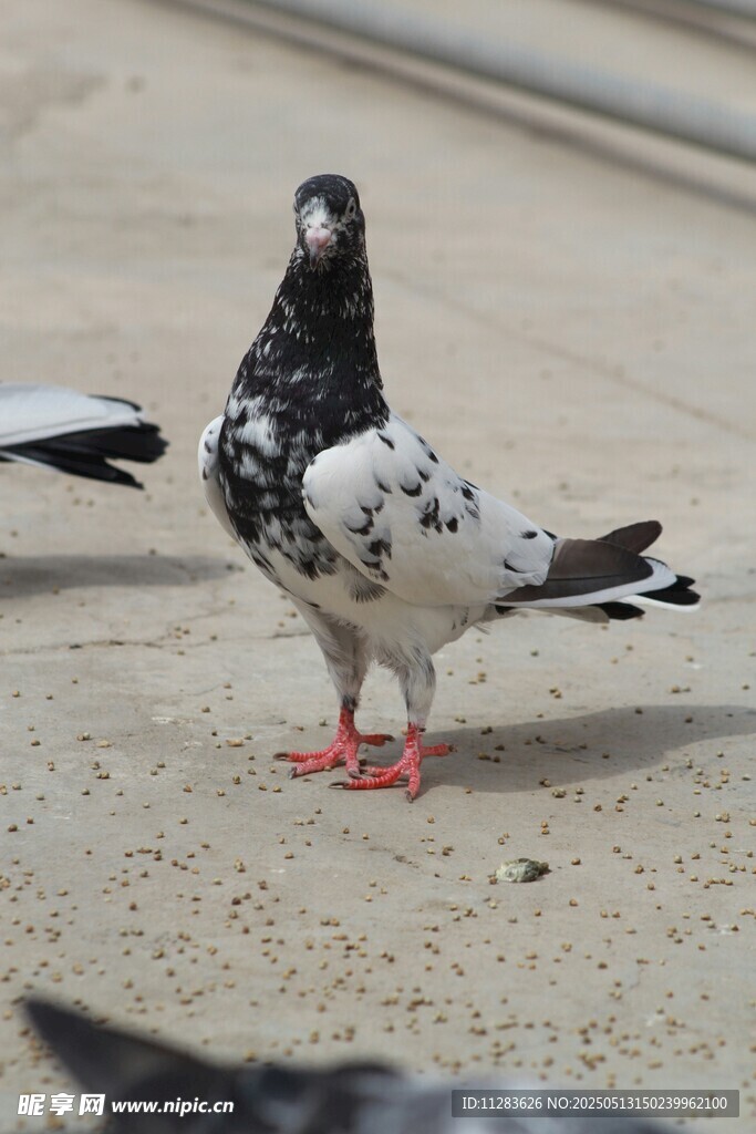 地面上的花斑鸽子