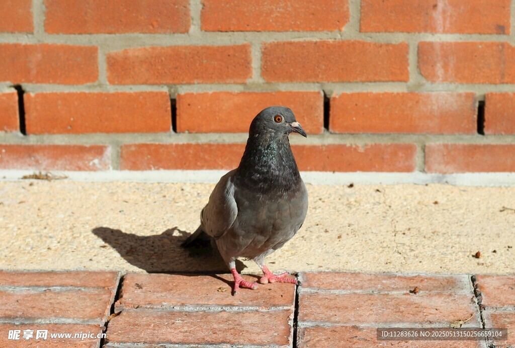 站在砖地上的灰鸽子