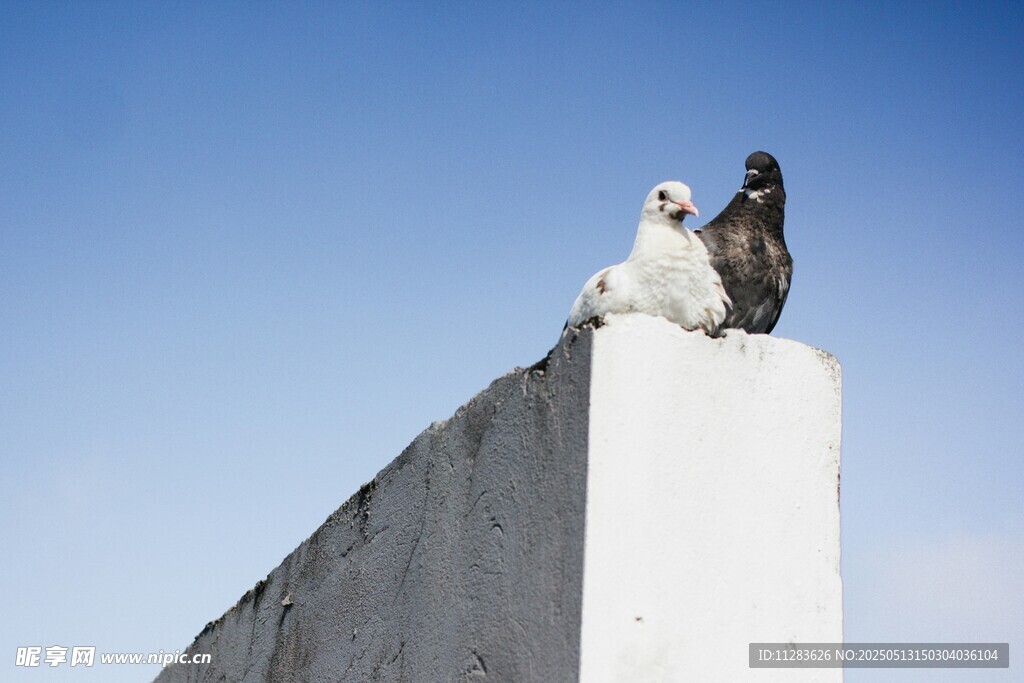 屋顶上的两只鸟儿