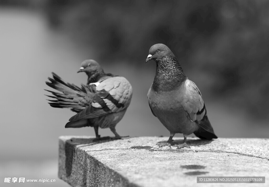 两只鸽子立于石台上