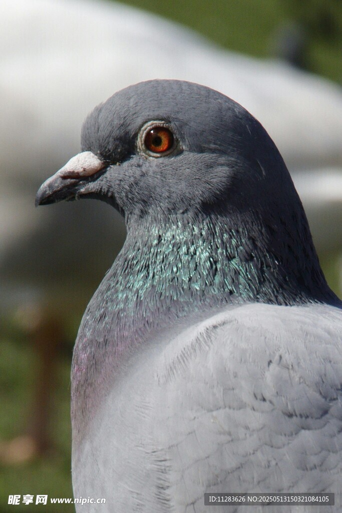 灰鸽特写