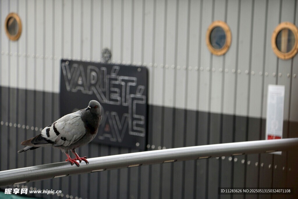 栏杆上的鸽子