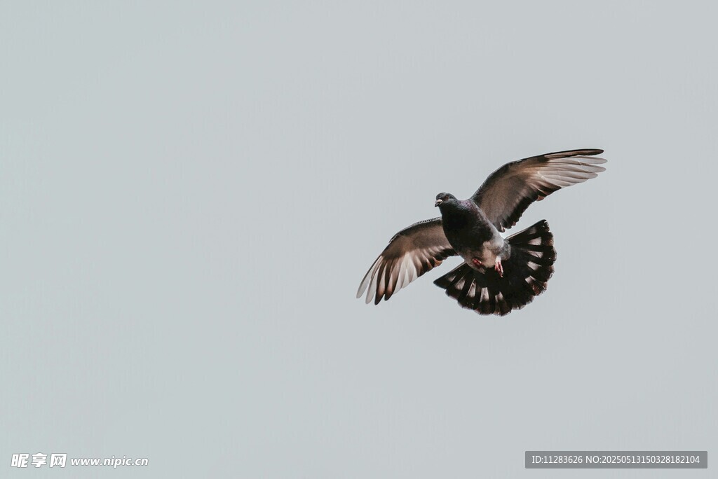 展翅翱翔的飞鸟