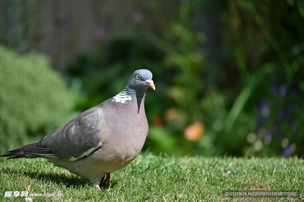 草地上的灰鸽子