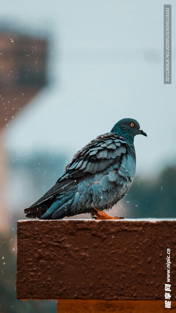 栖息于栏杆上的蓝色小鸟