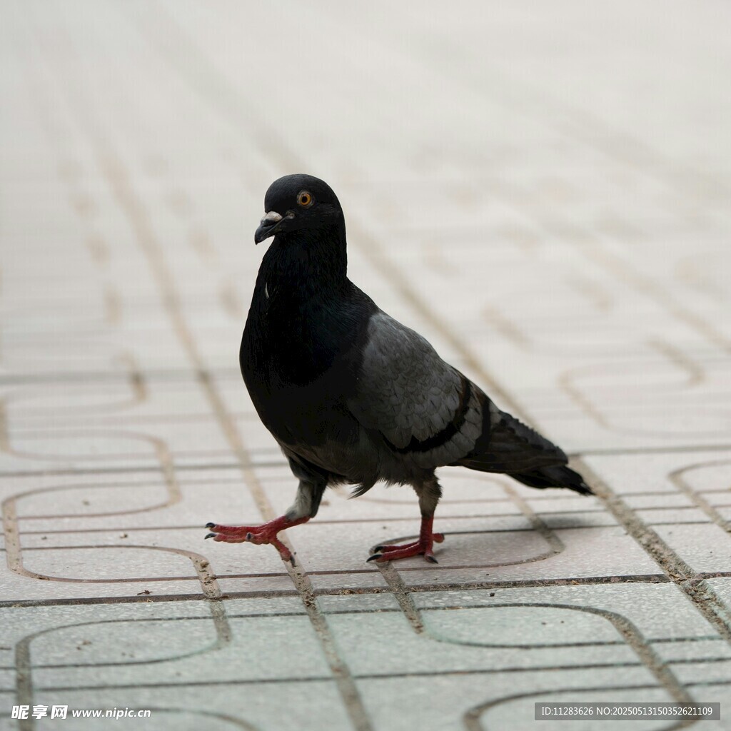 漫步的黑鸽