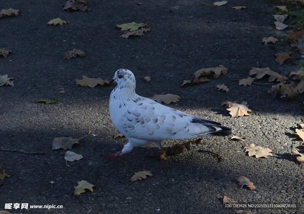 漫步地面的斑点鸽子