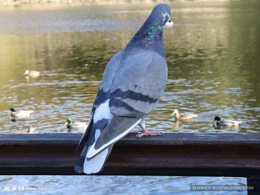 栏杆上的灰鸽与水中群鸭